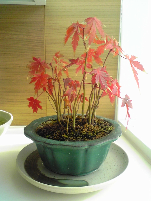 紅葉の盆栽