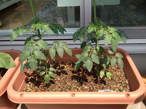 ミニトマトをプランターで栽培