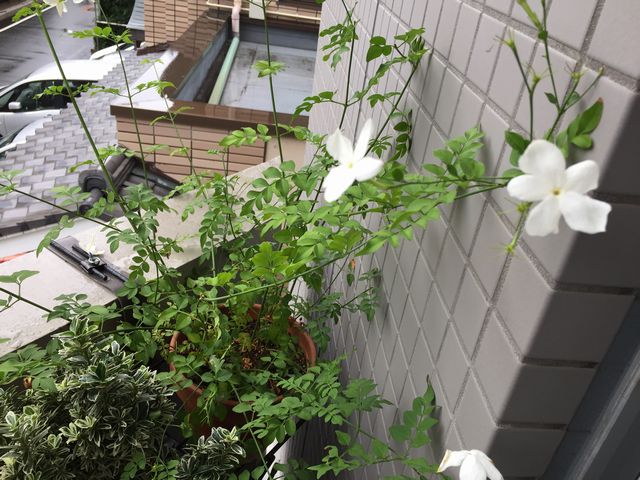 ジャスミン ホワイトプリンセスの育て方 観葉植物ブログ緑組 植物の育て方