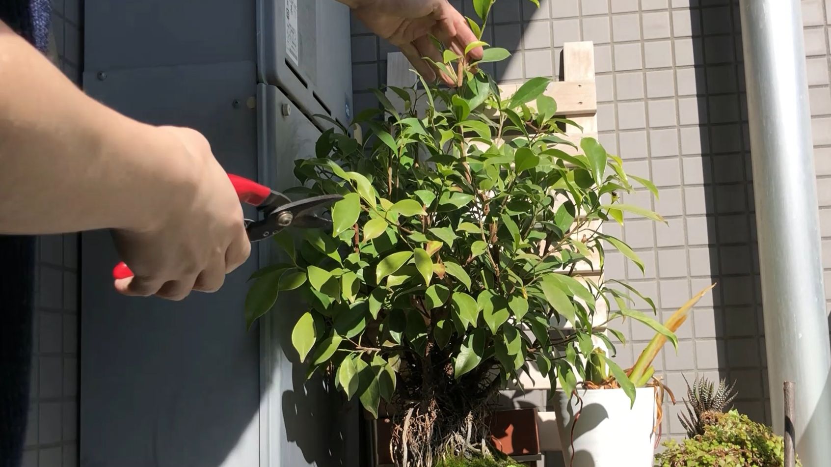 ガジュマル盆栽の剪定 観葉植物ブログ緑組 植物の育て方