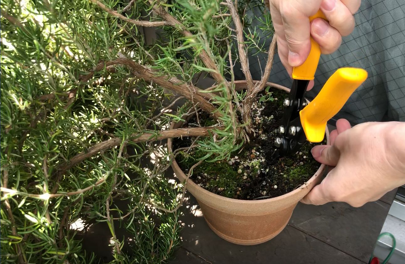 根詰まりの植え替えで鉢を大きくしたくない場合の方法 観葉植物ブログ緑組 植物の育て方