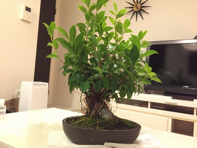 ガジュマル盆栽 Banyan bonsai