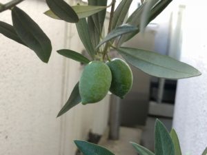 オリーブの実2