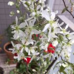 ジューンベリーの花