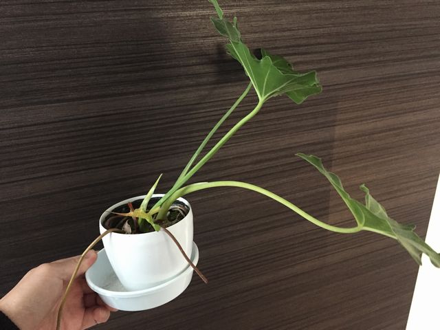 セロームの育て方 植え替え | 観葉植物ブログ緑組 植物の育て方